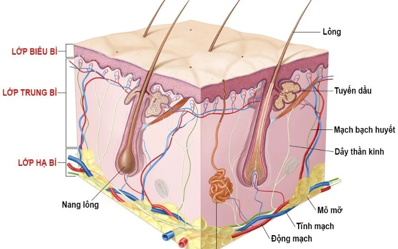 Cấu tạo khoa học của da và sắc tố